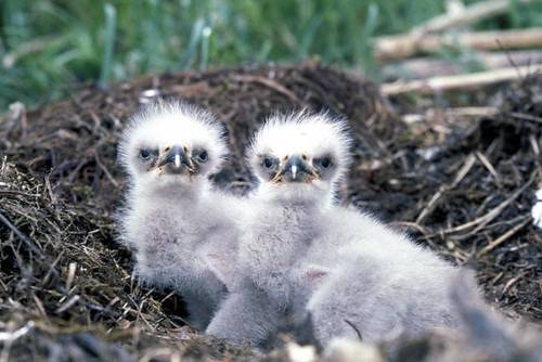 bald eagle chicks by USFWS Headquarters is licensed under CC BY 2.0